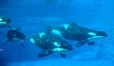 Cruise supported holidays adults learning disabilities swimming with dolphins